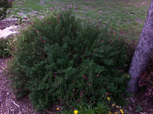 2012-04-30-6607 Conifer Cove-57.jpg